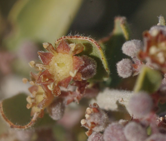  Ziziphus obtusifolia var. canescens